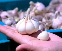 详细阅读:九游网页版官网-蒜泥白肉正宗的做法 九游网页版官网-蒜泥白肉正宗的做法